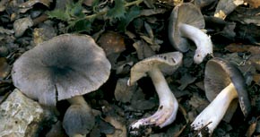 Tricholoma basirubens (Bon) Riva & Bon