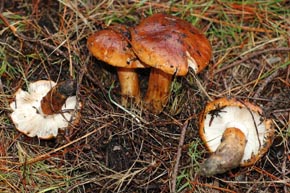 Tricholoma bastchii Gulden