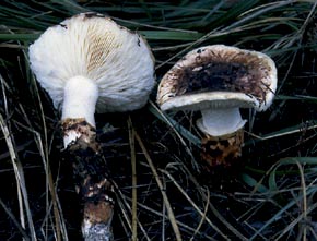 Tricholoma caligatum (Schaff.) Ricken