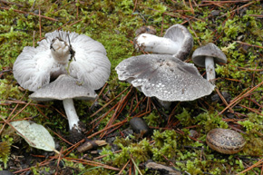 Tricholoma terreum (Schaeff) Quél.