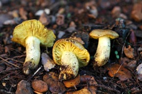 Tricholoma equestre (L.) P. Kumm.