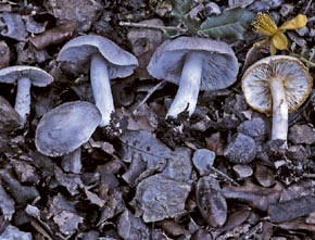 Tricholoma scalpturatum (Fr.) Quél.
