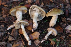 Tricholoma saponaceum (Fr.) P. Kummer