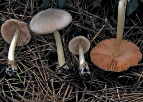 Volvariella murinella (Quél.) M.M. Moser