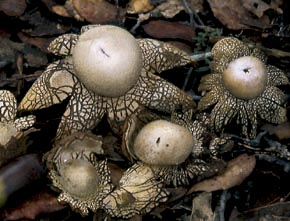 Astraeus hygrometricus (Pers.) Morgan