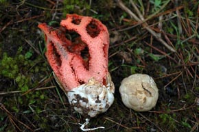 Clathrus ruber P. Micheli ex Pers.
