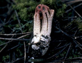 Colus hirudinosus Cavalier & Sechier