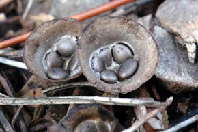 Cyathus olla (Batsch) Pers.