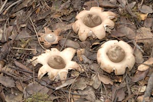 Geastrum fimbriatum Fr.