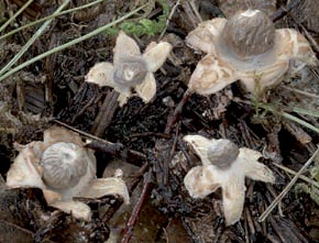 Geastrum schmidelii Vittad.