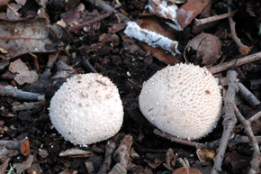 Lycoperdon perlatum Pers.