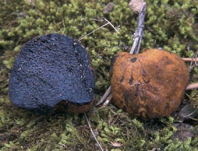 Melanogaster variegatus (Vittad.) Tul. & C. Tul.