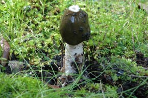 Phallus impudicus L.