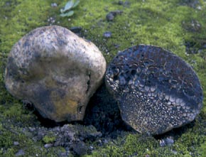Pisolithus arrhizus (Scop.) Rauschert