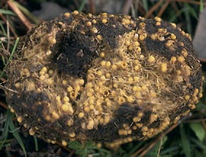 Sphaerobolus stellatus Tode