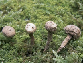 Tulostoma brumale Pers.