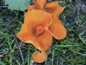 Aleuria aurantia (Pers.) Fuckel