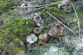 Geopora arenicola (Lév.) Kers