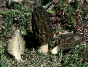 Morchella elata Fr.