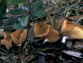 Otidea alutacea (Pers.) Massee