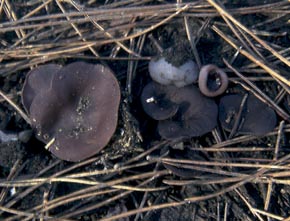 Peziza subviolacea Svrcek