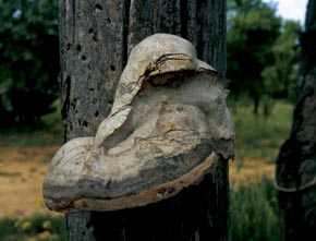 Fomes fomentarius (L.) J.J. Kickx