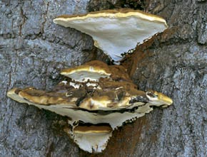 Ganoderma applanatum (Pers.) Pat.