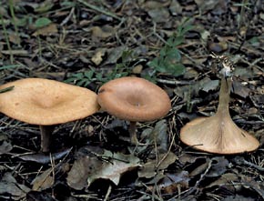 Lepista inversa (Scop.) Pat.