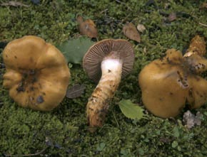 Cortinarius trivialis J.E. Lange 