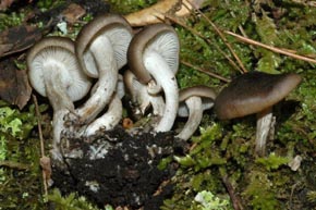 Lyophyllum decastes (Fr.) Singer