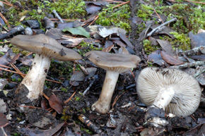 Lyophyllum transforme (Britzelm.) Singer