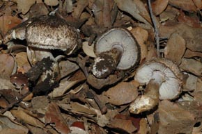 Tricholoma squarrulosum Bres.