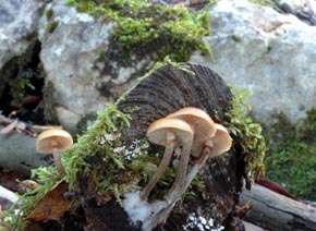 Galerina marginata (Batsch) Kühner
