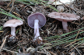 Lepista sordida (Fr.) Singer
