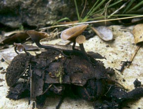 Ciboria batschiana (Zopf) N.F. Buchw.