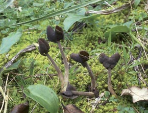 Helvella atra J. Koenig