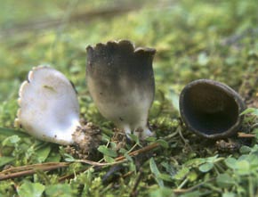 Helvella leucomelaena (Pers.) Nannf.