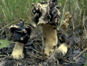 Helvella leucopus Pers.