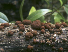 Hypoxylon fuscum (Pers.) Fr.