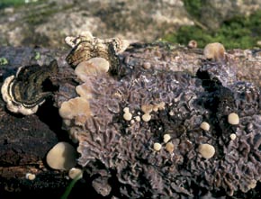 Auricularia mesenterica (Dicks.) Pers.