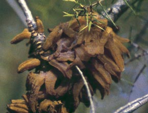 Gymnosporangium clavariiforme (Jacq.) D.C.