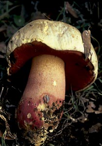 Boletus satanas Lenz