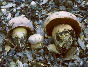 Boletus pulchrotinctus Alessio
