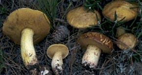 Suillus mediterraneensis (Jacquet. & J. Blum) Redeuilh 