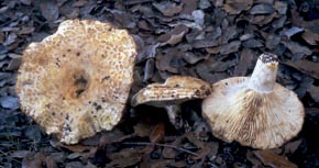 Lactarius mediterraneensis Llistos. & Bellù 