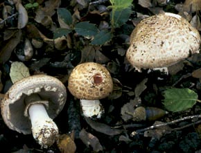 Agaricus sylvaticus J. C. Schaeff. 