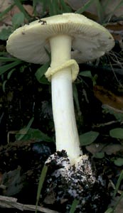Amanita citrina Schaeff. Pers.