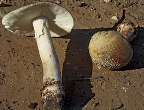 Amanita rubescens Pers.