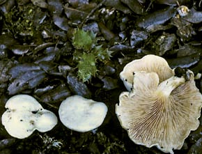 Clitopilus prunulus (Scop.) P. Kumm.