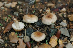 Clitocybula lenta (Maire) Malençon & Bertault